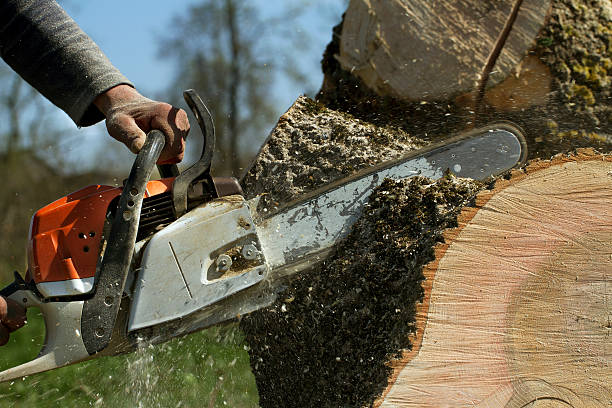 Best Tree Removal Near Me  in Conestee, SC